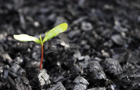 Life after death, green sprout on the coals after the fire. Rebirth of nature after the fire. Rebirth concept