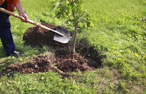 Man plants a tree and digs in the ground with a shovel representing environmental issues and sustainability