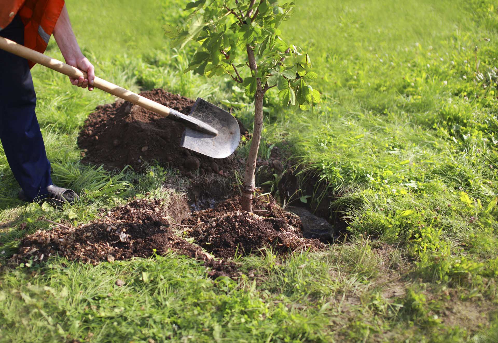 Man plants a tree and digs in the ground with a shovel representing environmental issues and sustainability