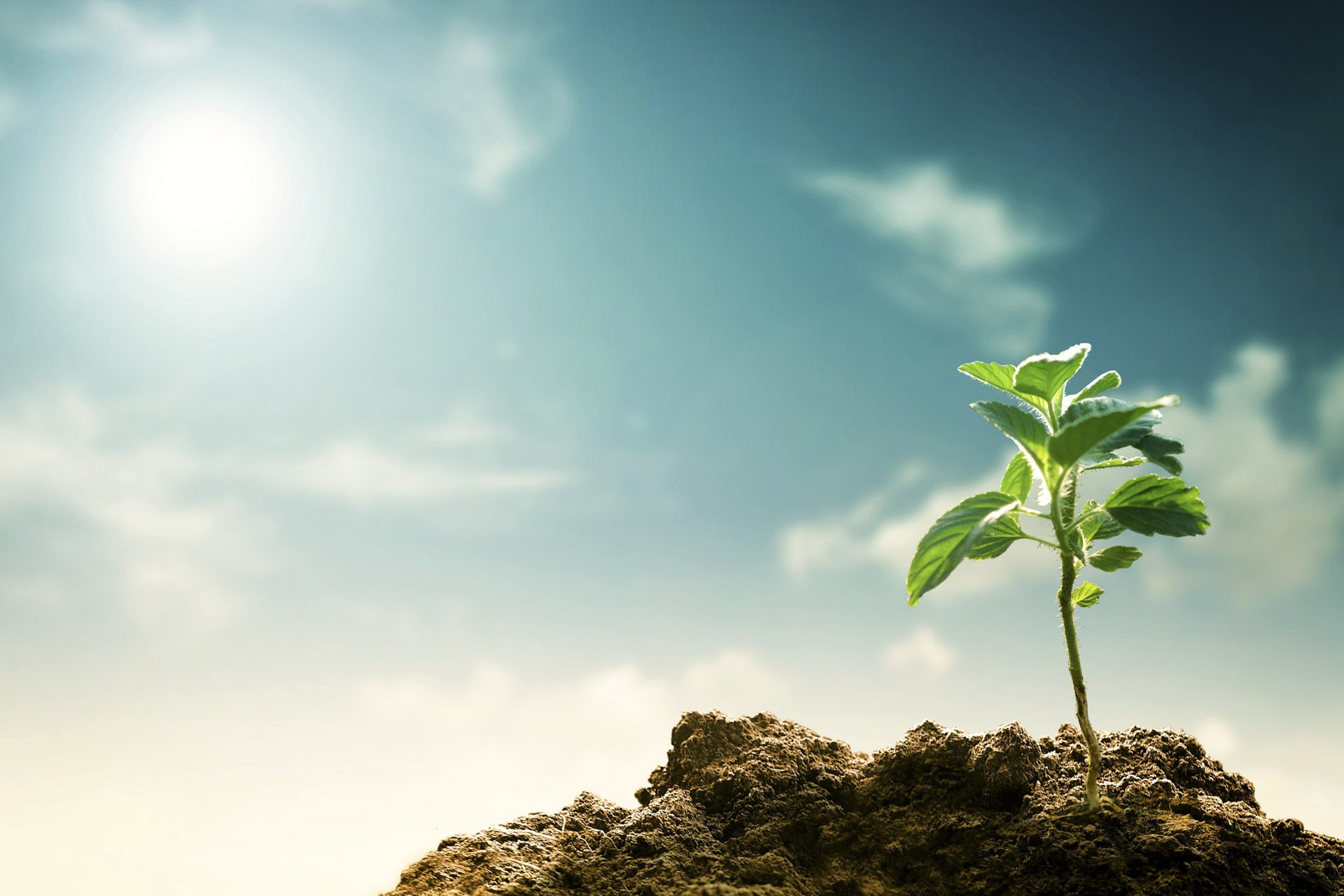 A new grown tree seedling representing environmental issues such as net zero increase in new build properties