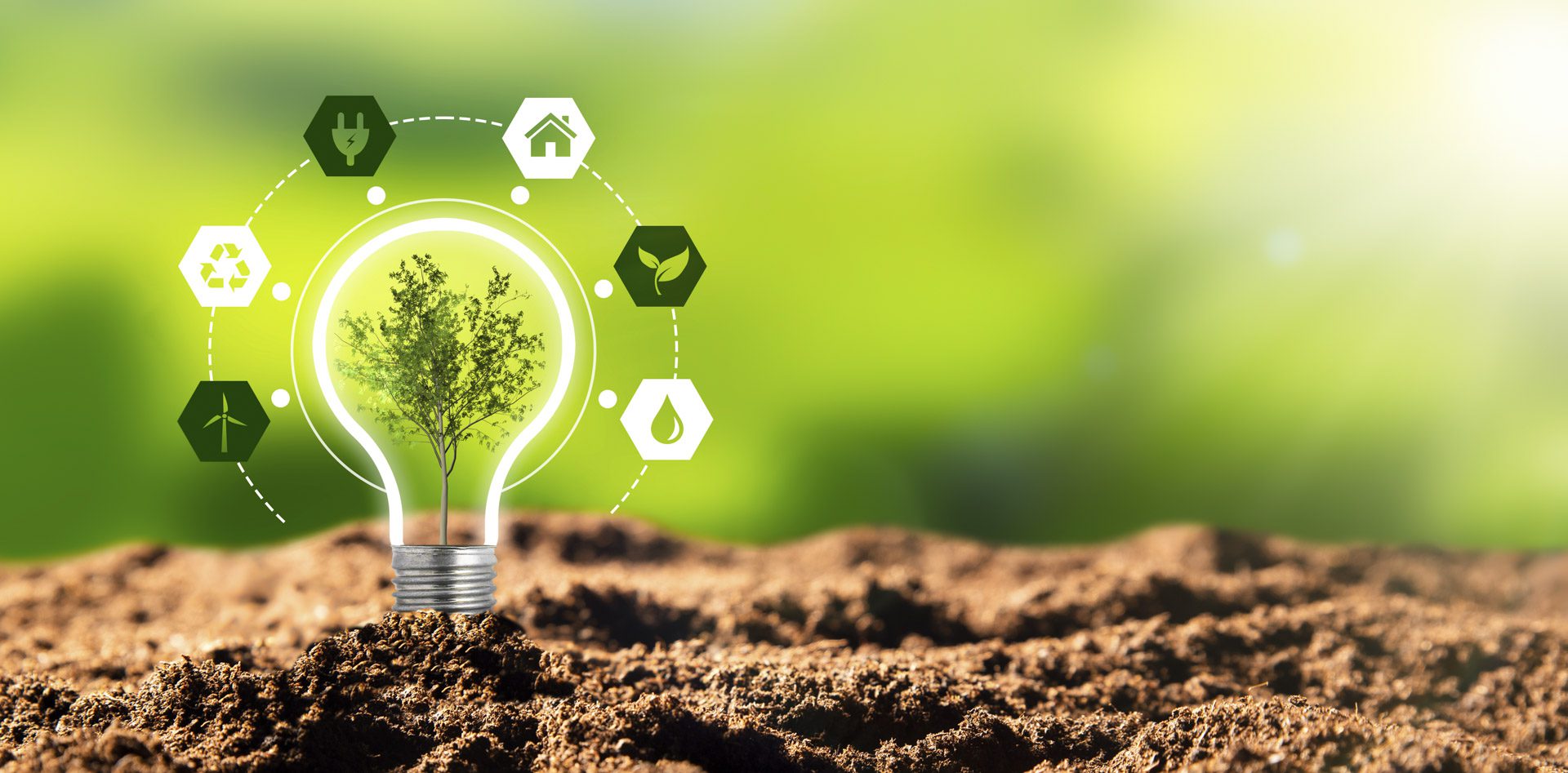 Environmental protection, renewable, sustainable energy sources. Plant growing in the bulb concept