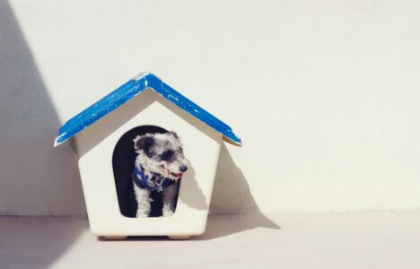 small dog in a dog house